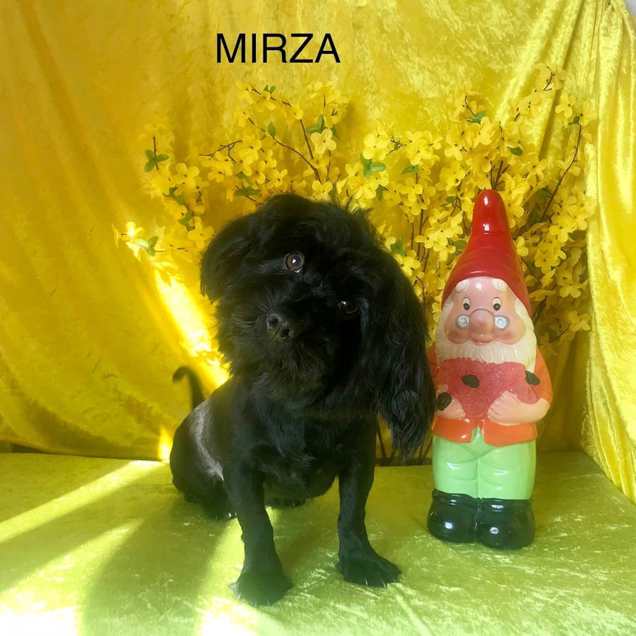 Mirza Des poupons frises