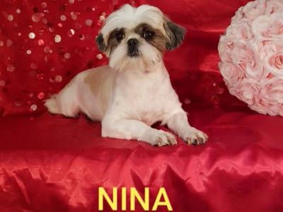 Nina ricci Des poupons frises