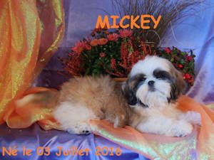 Mickey Des poupons frises