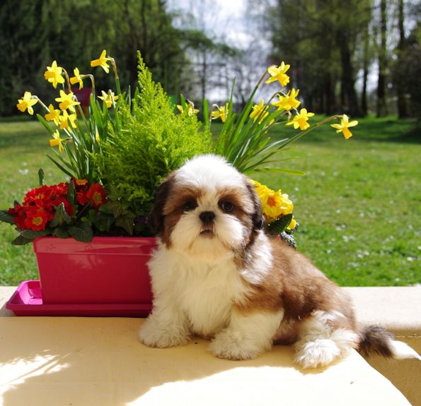 Jolly jumper Des poupons frises