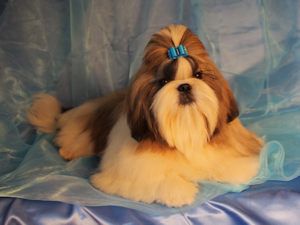 Obelix from audreys paradis