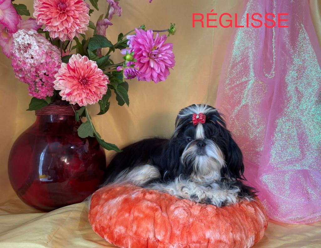 Reglisse Des poupons frises