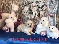 OLYMPE