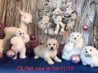 OLINA