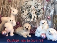 OLIANA